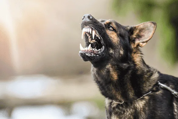 A German Shepherd, mouth open wide and showing teeth, barks fiercely in an outdoor setting.