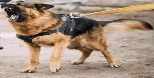 Michigan Vicious or Dangerous Dog Claim Rights