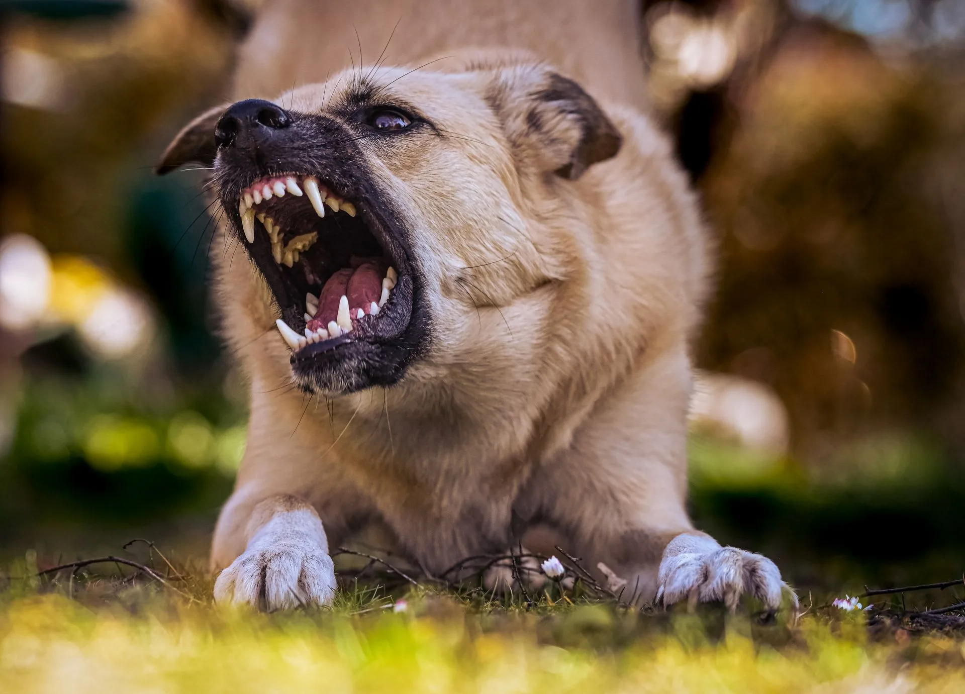 Snarling dog baring its teeth