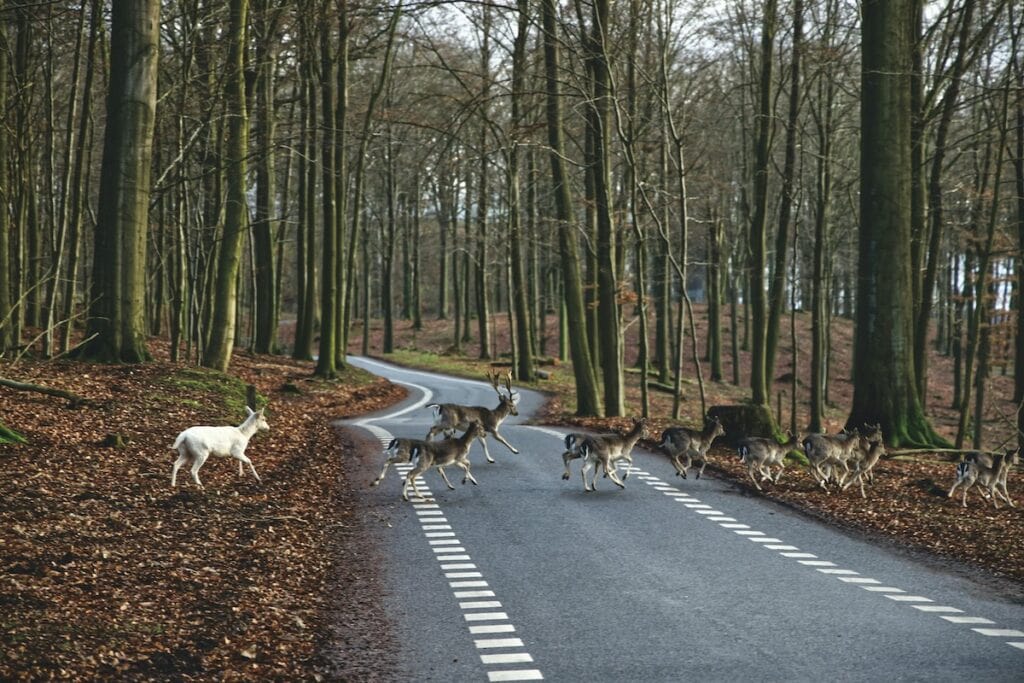 A group of deer, including one white deer, crosses a winding road in a leaf-covered forest with tall, bare trees—reminding drivers to stay alert or consult a Deer Accident Attorney if needed.